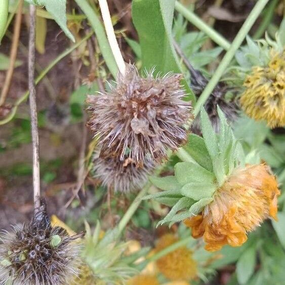 Gaillardia pulchella Fruit