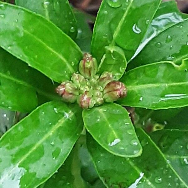 Erysimum × cheiri 花