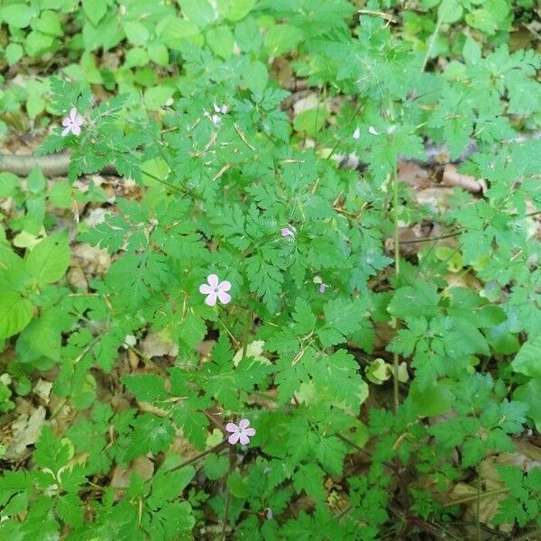 Geranium robertianum 整株植物