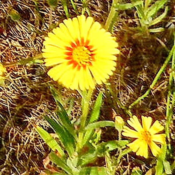 Madia elegans Blomst