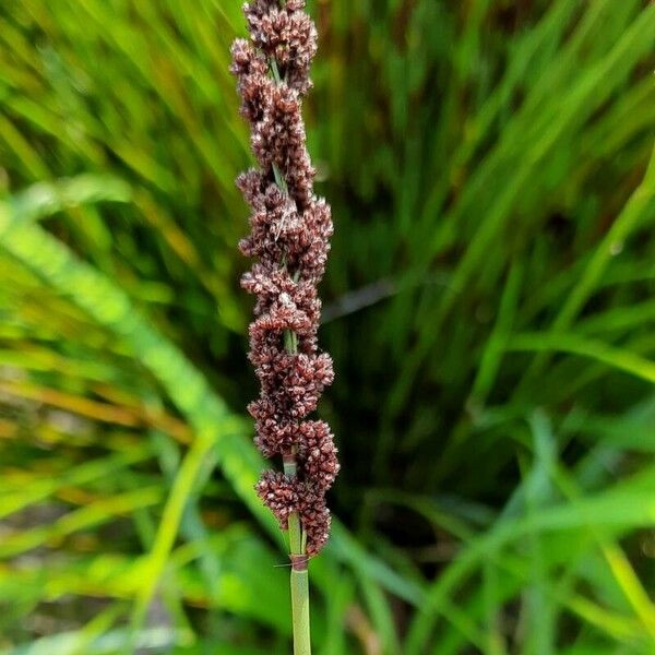 Carex vulpinoidea Кветка