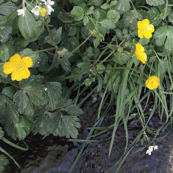 Ranunculus repens Квітка