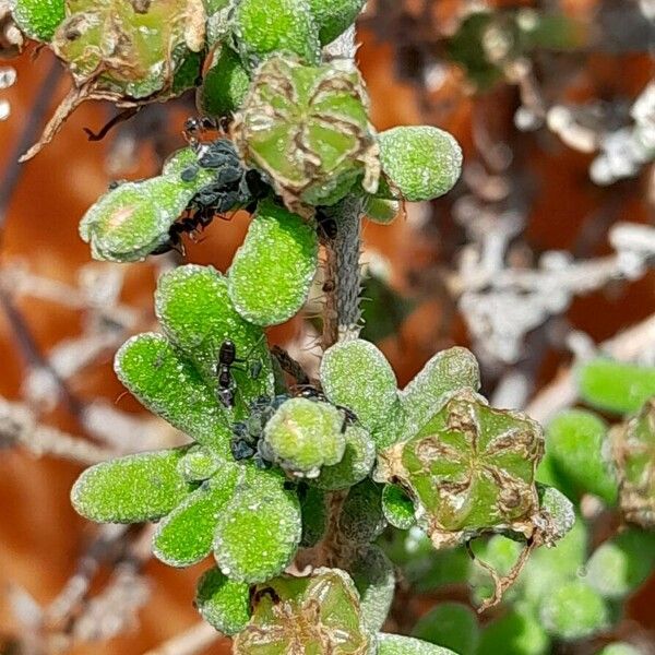 Drosanthemum hispidum Meyve