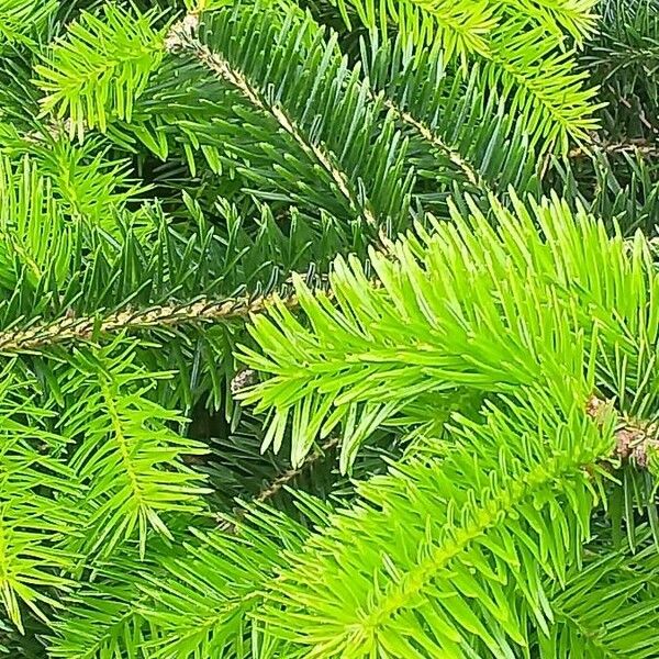 Abies numidica ᱥᱟᱠᱟᱢ