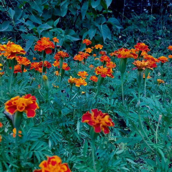 Tagetes patula Blomst