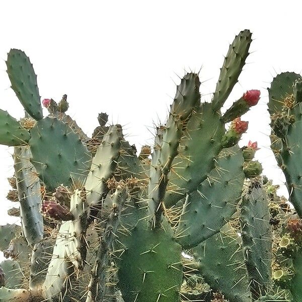 Opuntia elatior Folha