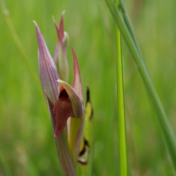 Serapias parviflora Flower