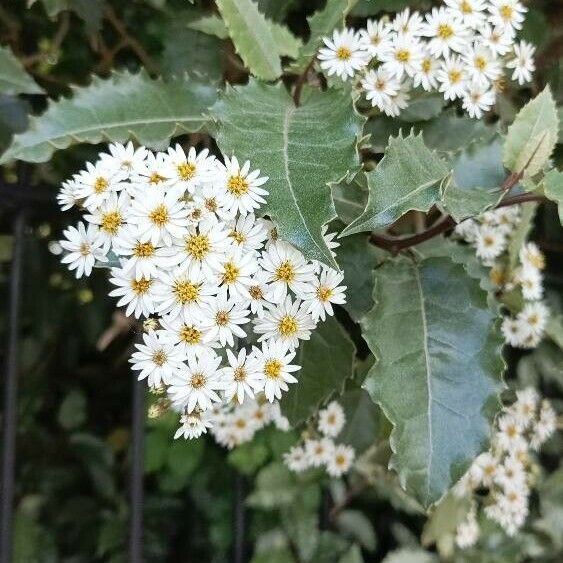 Olearia macrodonta Flower