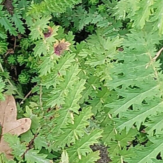 Filipendula vulgaris Blad