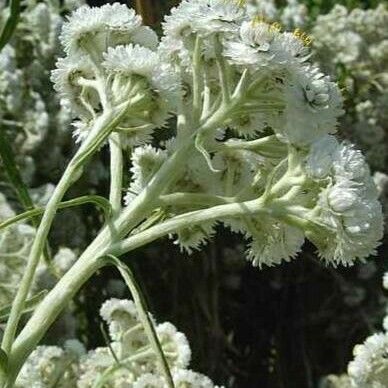 Anaphalis margaritacea Flower