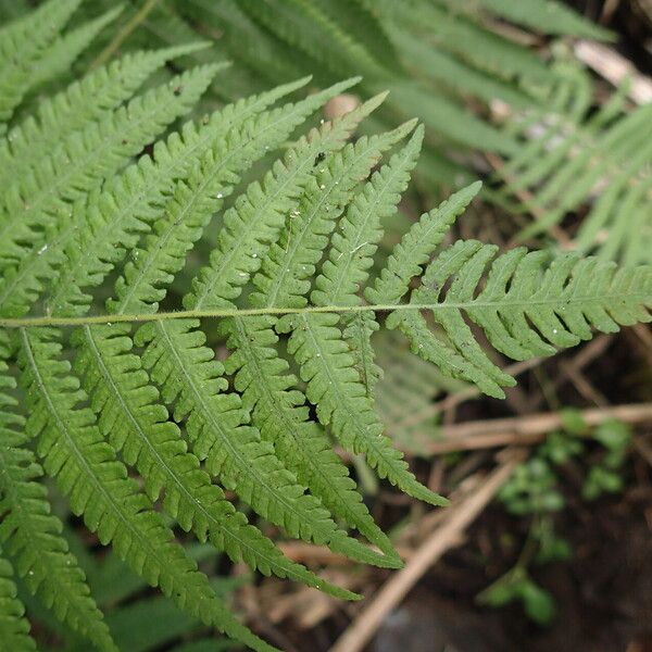 Thelypteris hispidula List