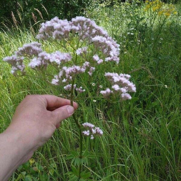 Valeriana officinalis Blomst