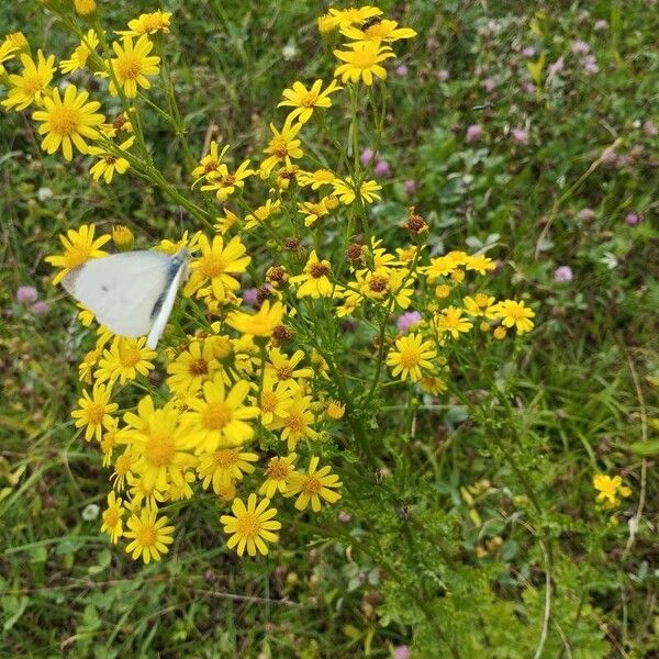 Jacobaea vulgaris Floro