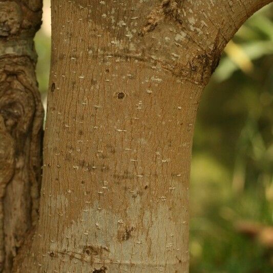 Michelia champaca Bark