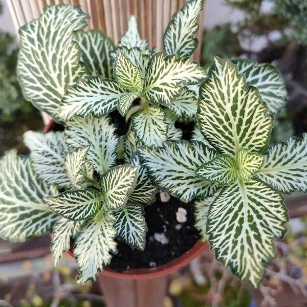 Fittonia albivenis Leht