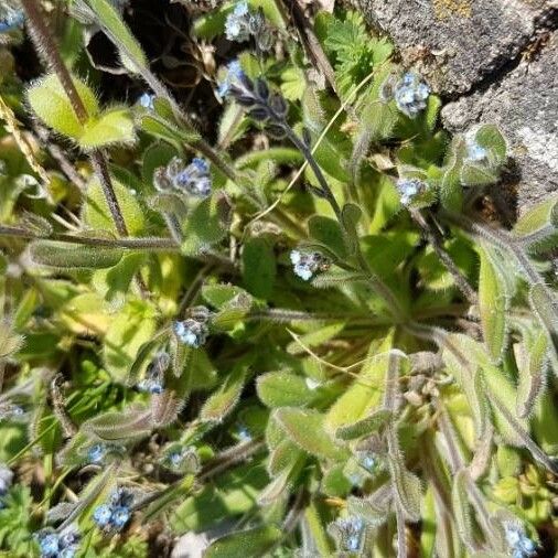 Myosotis pusilla Flower