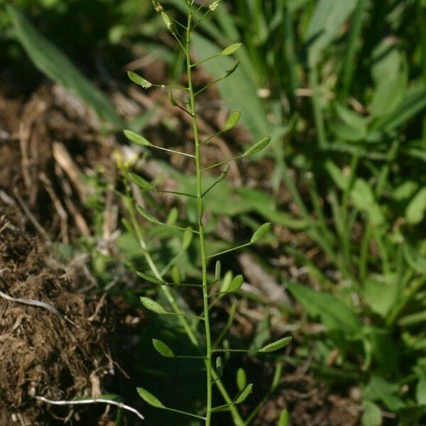 Draba nemorosa Other