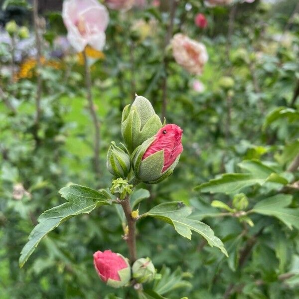 Hibiscus syriacus Flor