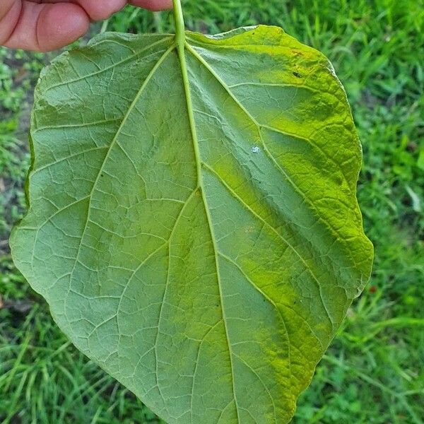 Catalpa ovata Fulla