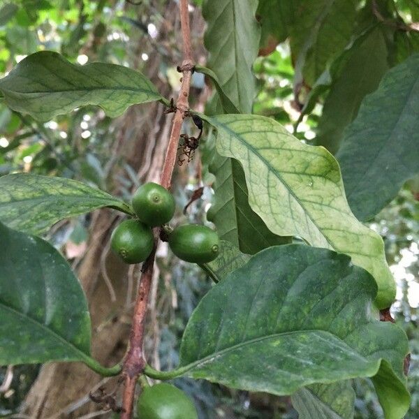 Coffea arabica Vrucht