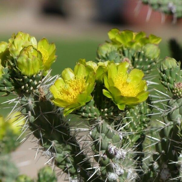 Cylindropuntia whipplei Flor