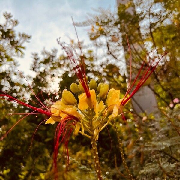 Erythrostemon gilliesii Kwiat