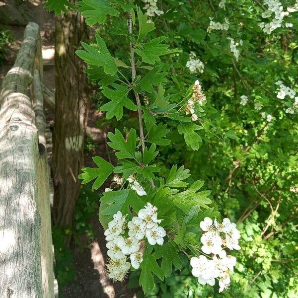 Crataegus azarolus Hoja