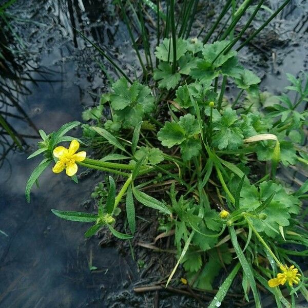 Ranunculus sardous Buveinė