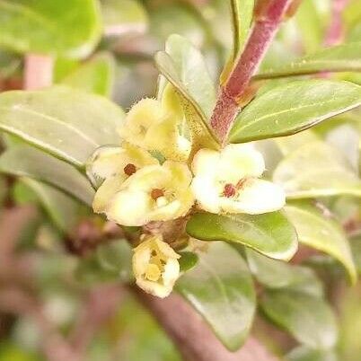 Lonicera ligustrina फूल