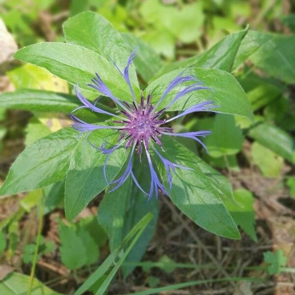 Centaurea montana 叶