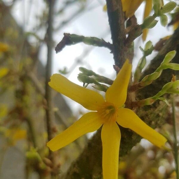 Forsythia suspensa Blodyn