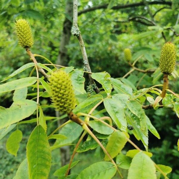 Platycarya strobilacea Blad