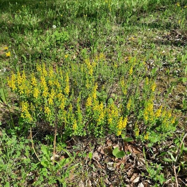 Genista germanica Natur