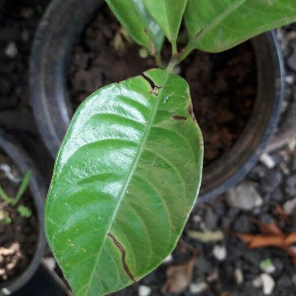 Myristica fragrans Leaf