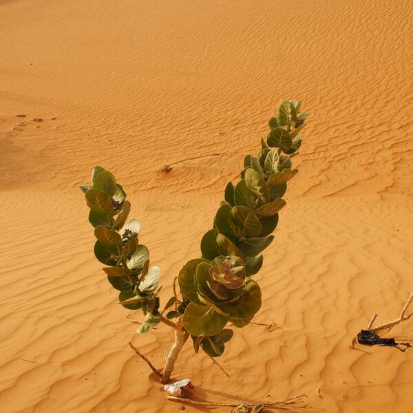 Calotropis procera Habit