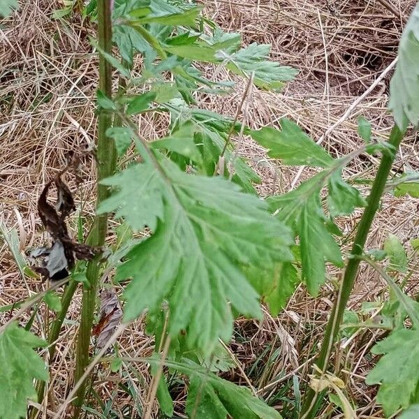 Artemisia vulgaris Hoja