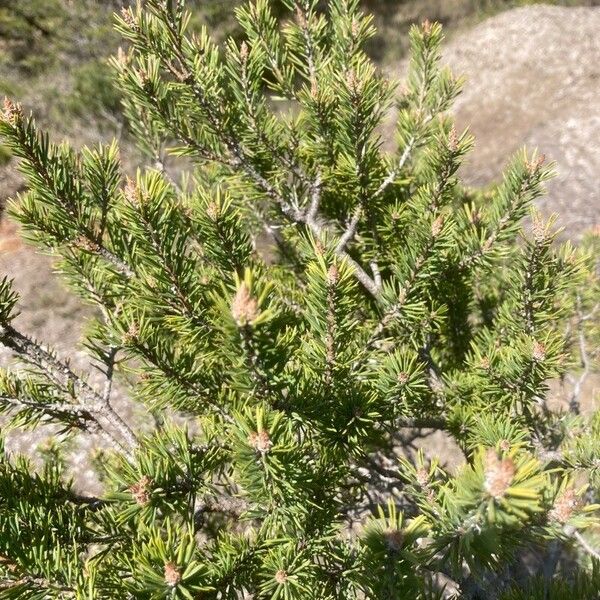 Pinus banksiana Leaf