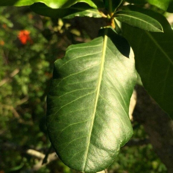 Garcinia livingstonei Leht