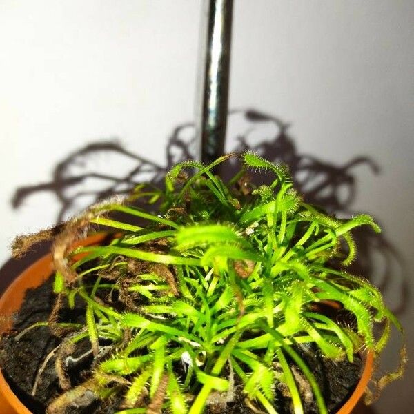 Drosera capensis Blad