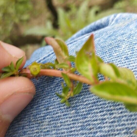 Ludwigia palustris Floro