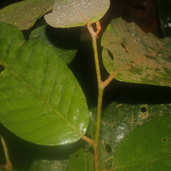 Virola sebifera Bark