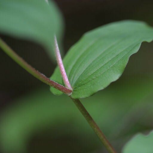 Prosartes hookeri Deilen