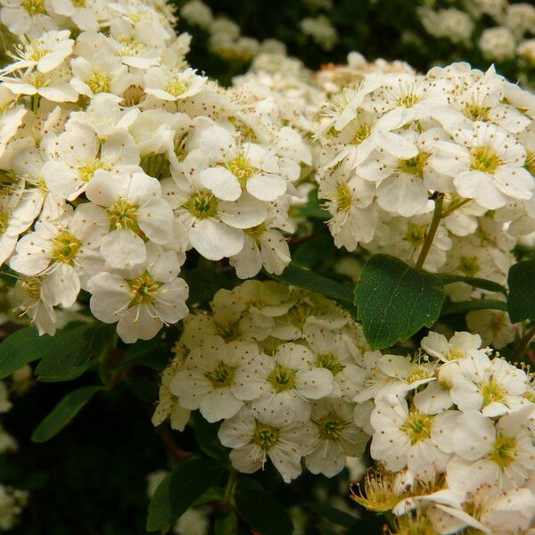 Spiraea chamaedryfolia പുഷ്പം