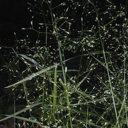 Agrostis perennans Habitat