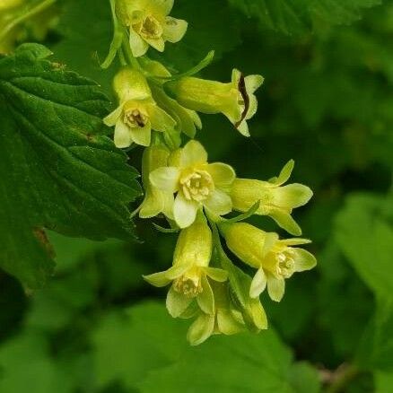 Ribes americanum Cvet