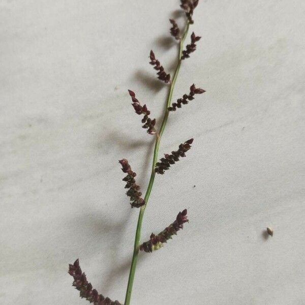 Echinochloa crus-galli Flower