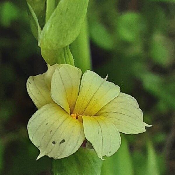 Sisyrinchium striatum Floare