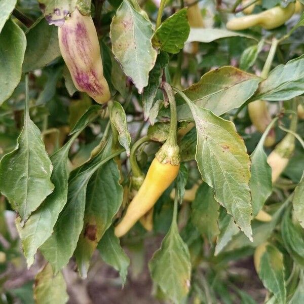 Capsicum frutescens Vrucht