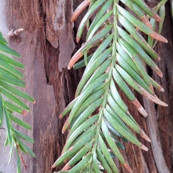 Sequoia sempervirens पत्ता