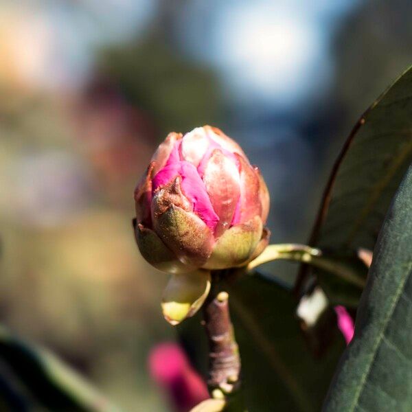 Rhododendron anthosphaerum Anders
